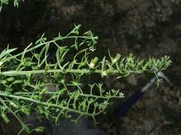 Attēlu rezultāti vaicājumam “Thesium ebracteatum leaf”