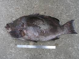 Image result for Dermatolepis inermis