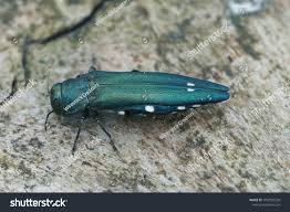 Attēlu rezultāti vaicājumam “Adomerus biguttatus”