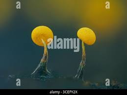 Attēlu rezultāti vaicājumam “Physarum viride var. aurantium spores”