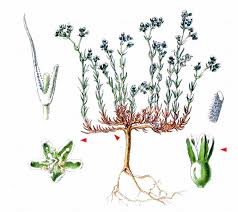 Attēlu rezultāti vaicājumam “Scleranthus perennis bud”