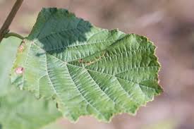Attēlu rezultāti vaicājumam “Phyllonorycter nicellii”