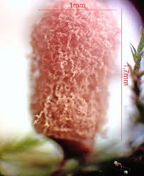 Attēlu rezultāti vaicājumam “Arcyria minuta macro”