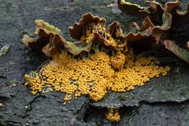 Attēlu rezultāti vaicājumam “Badhamia utricularis spores”