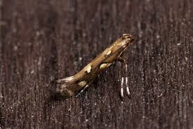 Attēlu rezultāti vaicājumam “Calybites phasianipennella”