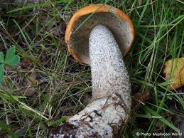 Attēlu rezultāti vaicājumam “Leccinum versipelle”