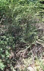 Attēlu rezultāti vaicājumam “Cotoneaster divaricatus”