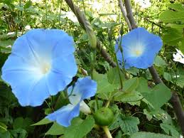 Image result for Ipomoea Heavenly Blue