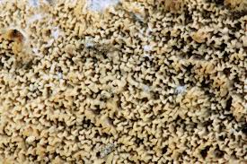 Attēlu rezultāti vaicājumam “Phlebia rufa”