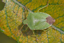 Attēlu rezultāti vaicājumam “Palomena prasina imago”