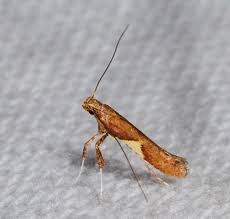 Attēlu rezultāti vaicājumam “Caloptilia alchimiella”