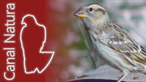 Image result for Petronia petronia