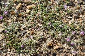 Attēlu rezultāti vaicājumam “Spergularia rubra leaf”