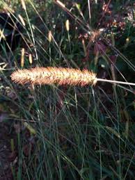 Attēlu rezultāti vaicājumam “Setaria glauca”