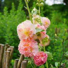 Image result for Alcea rosea