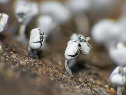 Attēlu rezultāti vaicājumam “Physarum compressum”