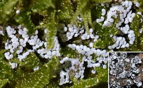 Attēlu rezultāti vaicājumam “Barbeyella minutissima”