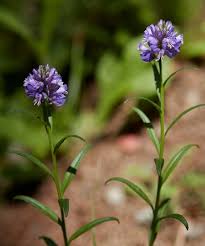 Attēlu rezultāti vaicājumam “Polygala comosa flower”