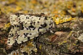 Attēlu rezultāti vaicājumam “Moma alpium”