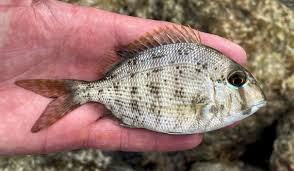 Image result for Calamus nodosus