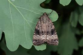 Attēlu rezultāti vaicājumam “Amphipyra”