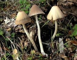 Attēlu rezultāti vaicājumam “Psathyrella pygmaea”