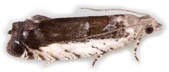 Attēlu rezultāti vaicājumam “Epinotia ramella”