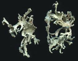 Attēlu rezultāti vaicājumam “Ramalina pollinaria”