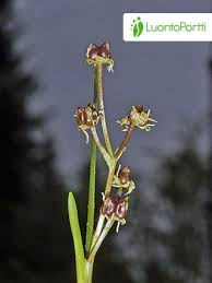 Attēlu rezultāti vaicājumam “Scheuchzeriaceae”