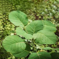 Attēlu rezultāti vaicājumam “Cotinus coggygria leaf”
