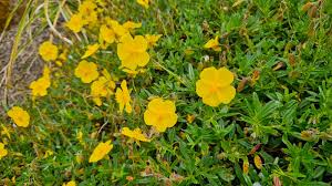 Attēlu rezultāti vaicājumam “Helianthemum nummularium fruit”