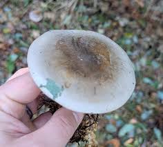 Attēlu rezultāti vaicājumam “Clitocybe nebularis”