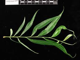 Attēlu rezultāti vaicājumam “Salix x doniana”