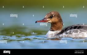 Attēlu rezultāti vaicājumam “Mergus merganser male”