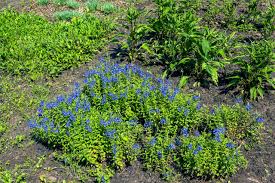 Image result for Veronica teucrium