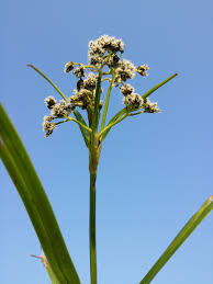 Attēlu rezultāti vaicājumam “Scirpus sylvaticus flower”