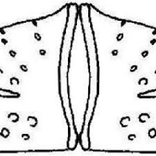 Attēlu rezultāti vaicājumam “Dienerella elongata”