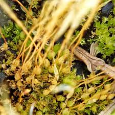 Attēlu rezultāti vaicājumam “Funaria hygrometrica”