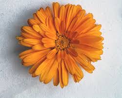 Attēlu rezultāti vaicājumam “Calendula officinalis flower”