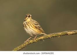 Attēlu rezultāti vaicājumam “Anthus trivialis”