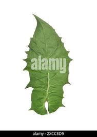 Attēlu rezultāti vaicājumam “Crepis paludosa leaf”