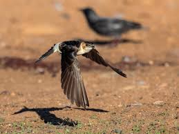 Image result for Cecropis daurica