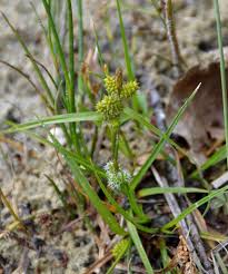 Attēlu rezultāti vaicājumam “Carex viridula flower”