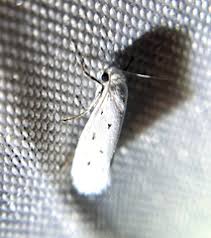 Attēlu rezultāti vaicājumam “Incurvariidae”