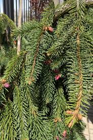 Attēlu rezultāti vaicājumam “Picea abies leaf”