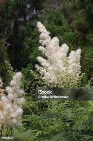 Attēlu rezultāti vaicājumam “Sorbaria sorbifolia flower”