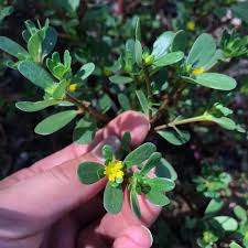 Attēlu rezultāti vaicājumam “Portulaca oleracea leaf”