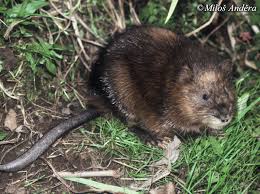 Attēlu rezultāti vaicājumam “Ondatra zibethicus”