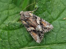 Attēlu rezultāti vaicājumam “Lacanobia contigua”