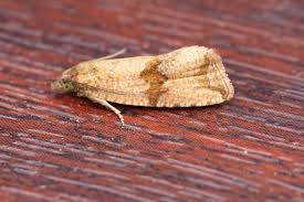 Attēlu rezultāti vaicājumam “Celypha striana”